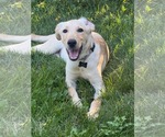 Small #1 Labrador Retriever Mix