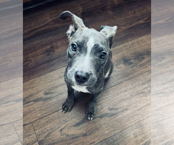 Medium Photo #1 American Pit Bull Terrier-Unknown Mix Puppy For Sale in Columbus, IN, USA