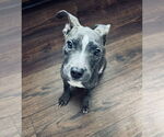 Small American Pit Bull Terrier Mix