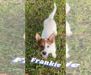 Australian Cattle Dog-Mutt Mix Puppy for sale in KANKAKEE, IL, USA