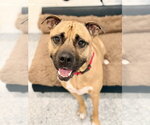 Small #1 Mutt