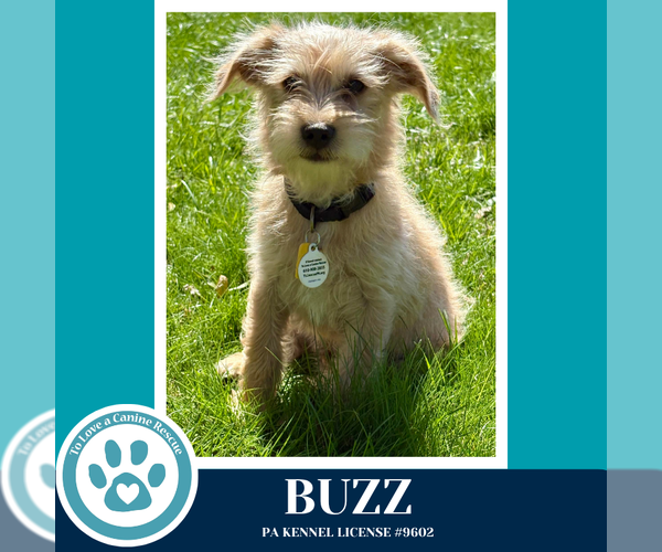 Medium Photo #1 Mutt Puppy For Sale in Kimberton, PA, USA