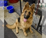 Small Photo #1 German Shepherd Dog Puppy For Sale in NEOSHO, MO, USA