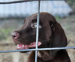 Puppy Ruffian Labrador Retriever