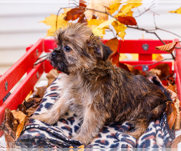 Medium Photo #35 Shorkie Tzu Puppy For Sale in WAKARUSA, IN, USA