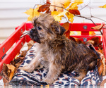Small Photo #35 Shorkie Tzu Puppy For Sale in WAKARUSA, IN, USA