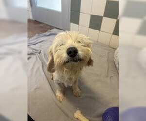 Mutt Dogs for adoption in Salinas, CA, USA