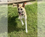 Small #2 German Shepherd Dog Mix
