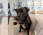 Small #1 Mutt