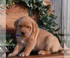 Labrador Retriever Puppy for sale in BERNVILLE, PA, USA