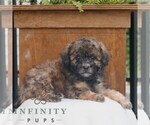 Small #1 Poodle (Miniature)