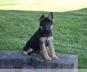 German Shepherd Dog Puppy for sale in MILLERSBURG, OH, USA