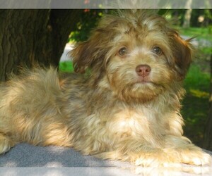 Havanese Puppy for sale in WILSON, NY, USA