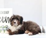 Small #2 Bernedoodle (Miniature)