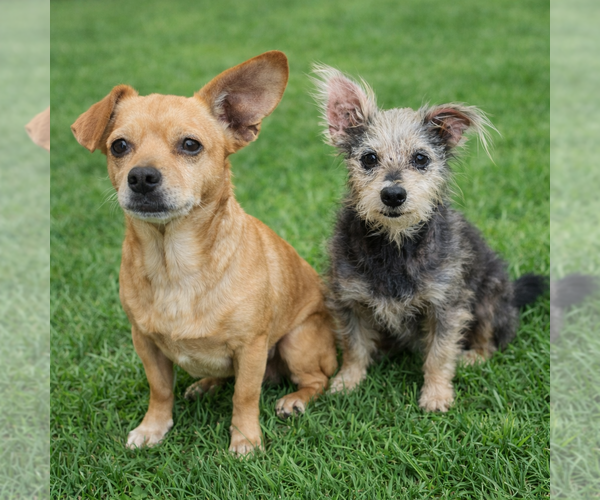 Medium Photo #4 Chiweenie Puppy For Sale in Texarkana, TX, USA