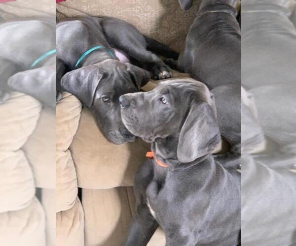 Medium Photo #3 Great Dane Puppy For Sale in ROAMING SHORES, OH, USA