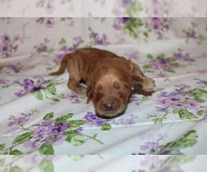 Goldendoodle (Miniature) Puppy for sale in BLMGTN, IN, USA