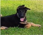 Small #4 German Shepherd Dog