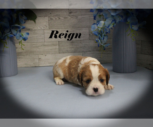 Medium Photo #4 Cavalier King Charles Spaniel Puppy For Sale in CHANUTE, KS, USA