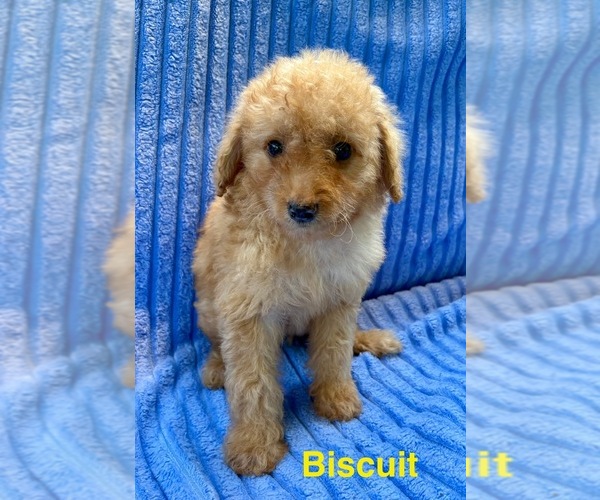 Medium Photo #3 Goldendoodle (Miniature) Puppy For Sale in FAIR HAVEN, MI, USA