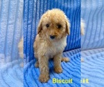 Small #2 Goldendoodle (Miniature)