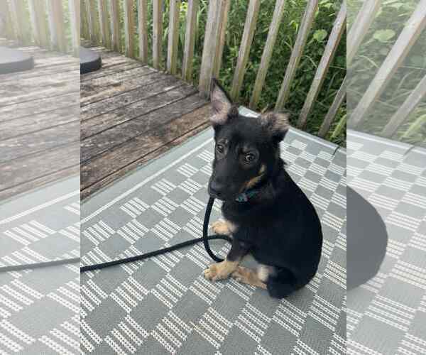 Medium Photo #1 German Shepherd Dog-Unknown Mix Puppy For Sale in Plainfield, IL, USA