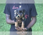 Small Photo #18 Rottweiler Puppy For Sale in MABLETON, GA, USA