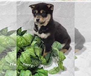 Shiba Inu Puppy for sale in MORAVIA, NY, USA