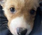 Puppy Puppy Red Male Pembroke Welsh Corgi