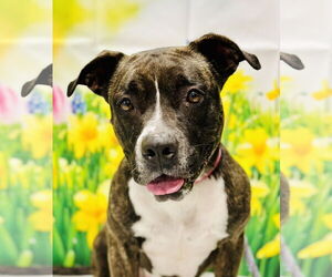 American Pit Bull Terrier-Unknown Mix Dogs for adoption in Manahawkin, NJ, USA