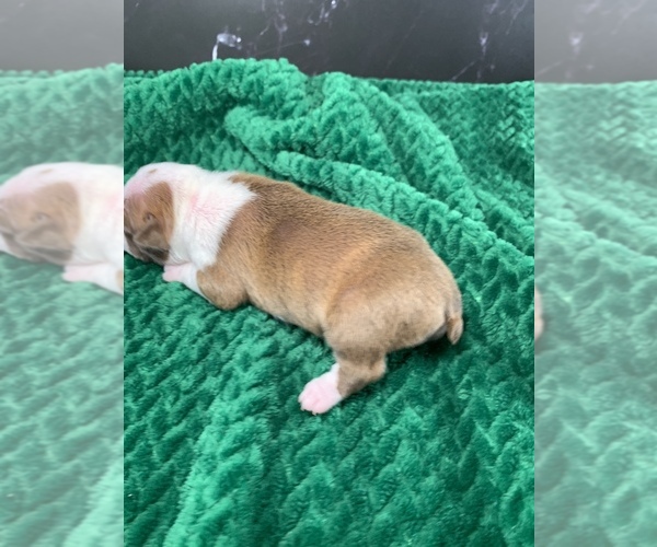 Medium Photo #17 Boston Terrier Puppy For Sale in TULARE, CA, USA