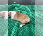 Small Photo #72 Boston Terrier Puppy For Sale in TULARE, CA, USA