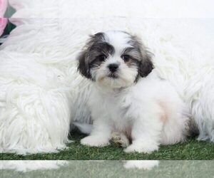 Zuchon Puppy for sale in MARIETTA, GA, USA