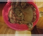 Small Photo #6 Weimaraner Puppy For Sale in PLAIN DEALING, LA, USA