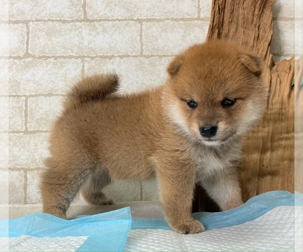 Medium Photo #11 Shiba Inu Puppy For Sale in DALLAS, TX, USA