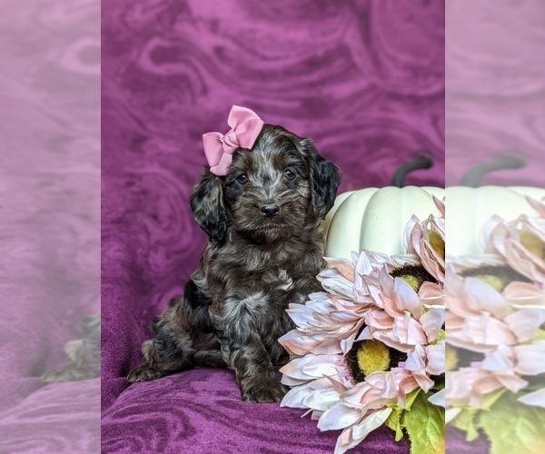 Medium Photo #3 Cockapoo Puppy For Sale in KIRKWOOD, PA, USA