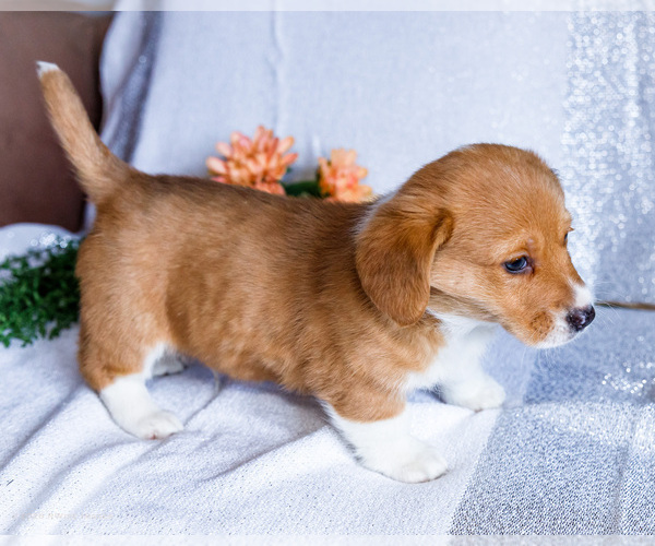 Medium Photo #10 Dorgi Puppy For Sale in WAKARUSA, IN, USA