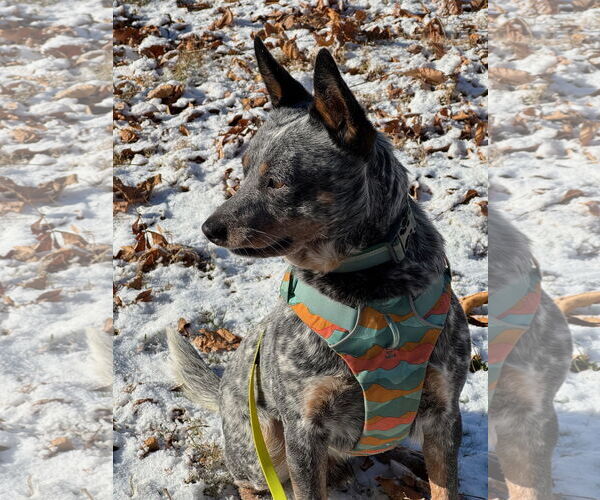 Medium Photo #3 Mutt Puppy For Sale in Garden City, NY, USA