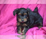 Torrie - Female Yorkipoo Puppy for Sale - Photo #2