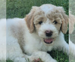 Puppy Puppy 2 Goldendoodle