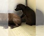 Small Labrador Retriever
