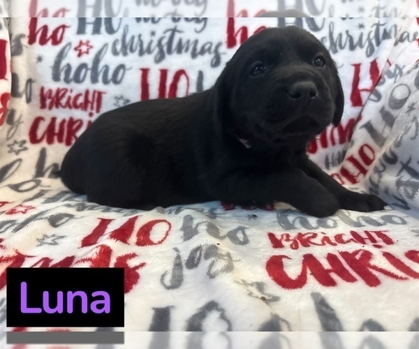 Medium Photo #2 Labrador Retriever Puppy For Sale in FAYETTEVILLE, OH, USA
