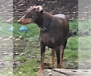 Father of the Doberman Pinscher puppies born on 02/07/2021