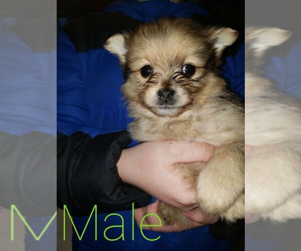 Medium Photo #1 Mutt Puppy For Sale in TOCCOA, GA, USA