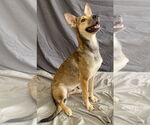 Small #1 Carolina Dog Mix
