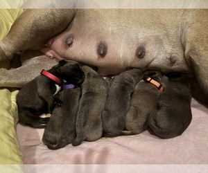 Bullmastiff Litter for sale in ARLINGTON, TX, USA