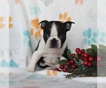 Small Photo #7 Boston Terrier Puppy For Sale in GORDONVILLE, PA, USA