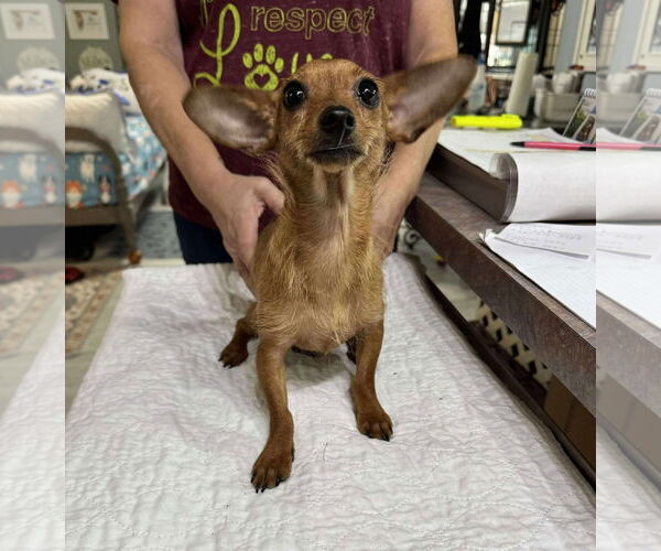 Medium Photo #1 Chiweenie Puppy For Sale in Benton, LA, USA