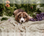 Small Photo #3 Bernese Mountain Dog-Caucasian Shepherd Dog Mix Puppy For Sale in STEVENS, PA, USA