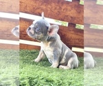 Small Photo #31 French Bulldog Puppy For Sale in DENVER, CO, USA